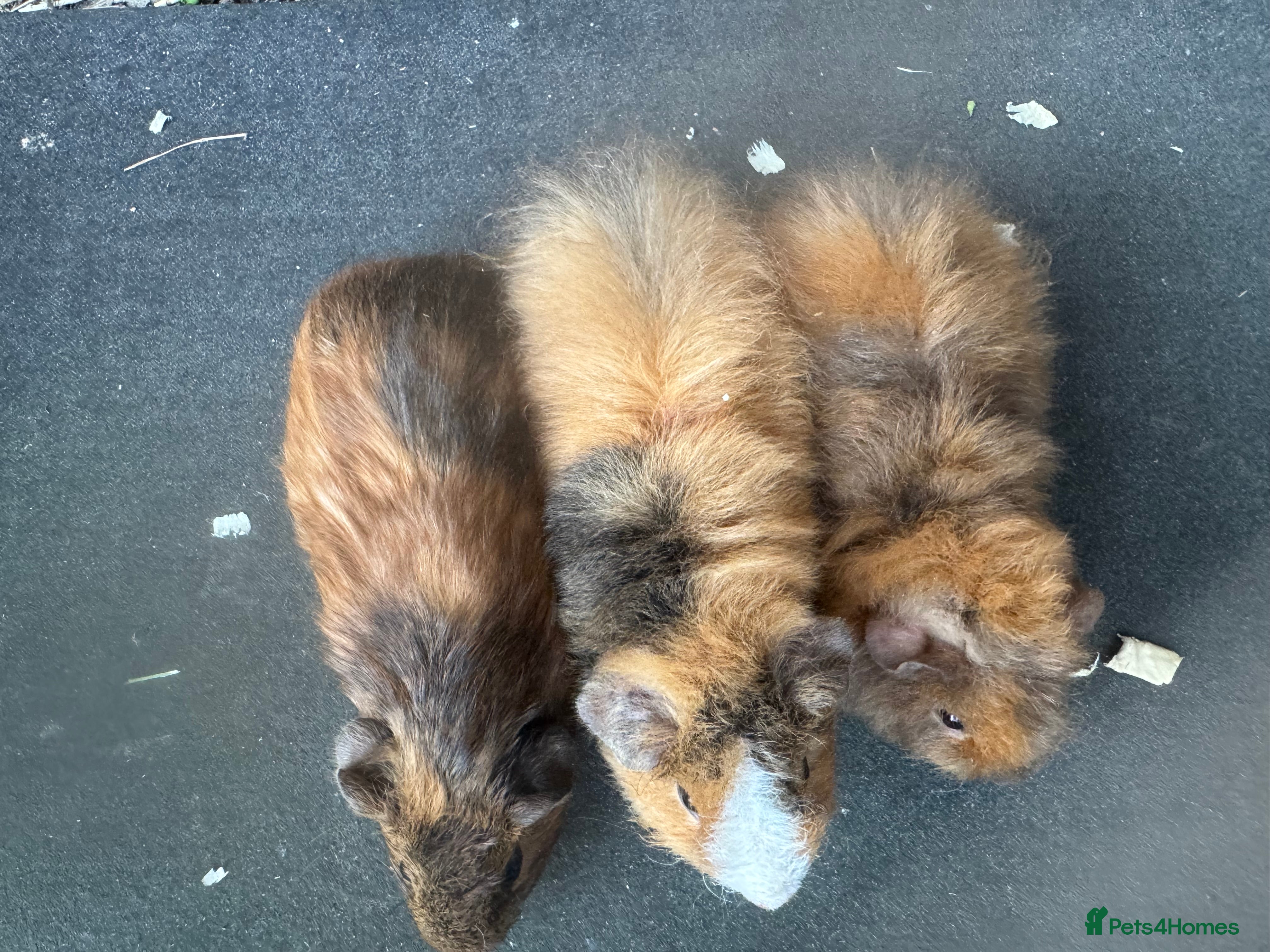 Guinea Pig rodents Baby male guinea pigs for sale  - Advert 2