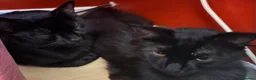 Mixed Breed cats for sale: Rescued cats and kittens - Advert 24