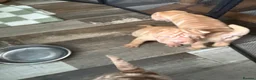 Shar Pei dogs for sale: 4 Sharpei available  - Advert 4