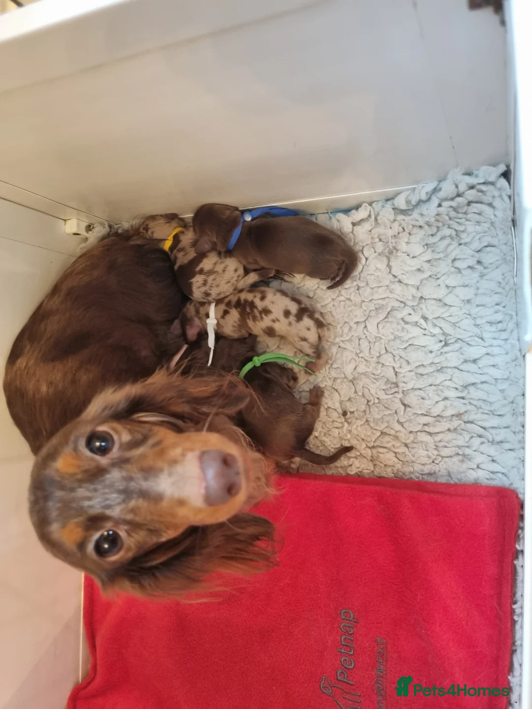 Miniature Dachshund dogs for sale: Gorgeous Chocolate and Dapple Long Haired Pups - Advert 2