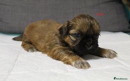 Shih Tzu dogs for sale: LOVELY SHIH TZU PUPPIES  - Image 29
