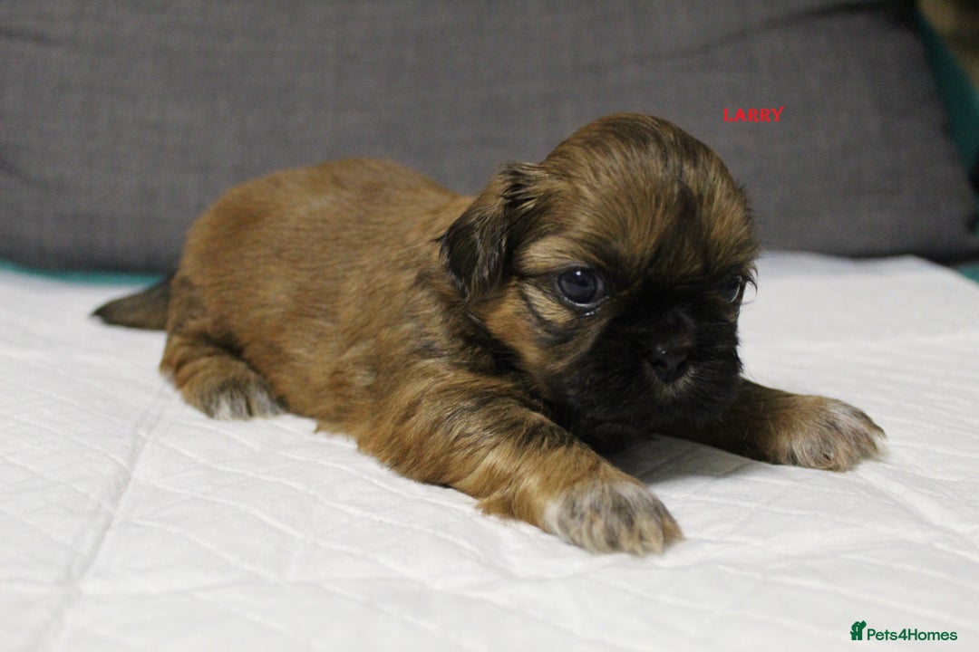 Shih Tzu dogs for sale: LOVELY SHIH TZU PUPPIES  - Image 29