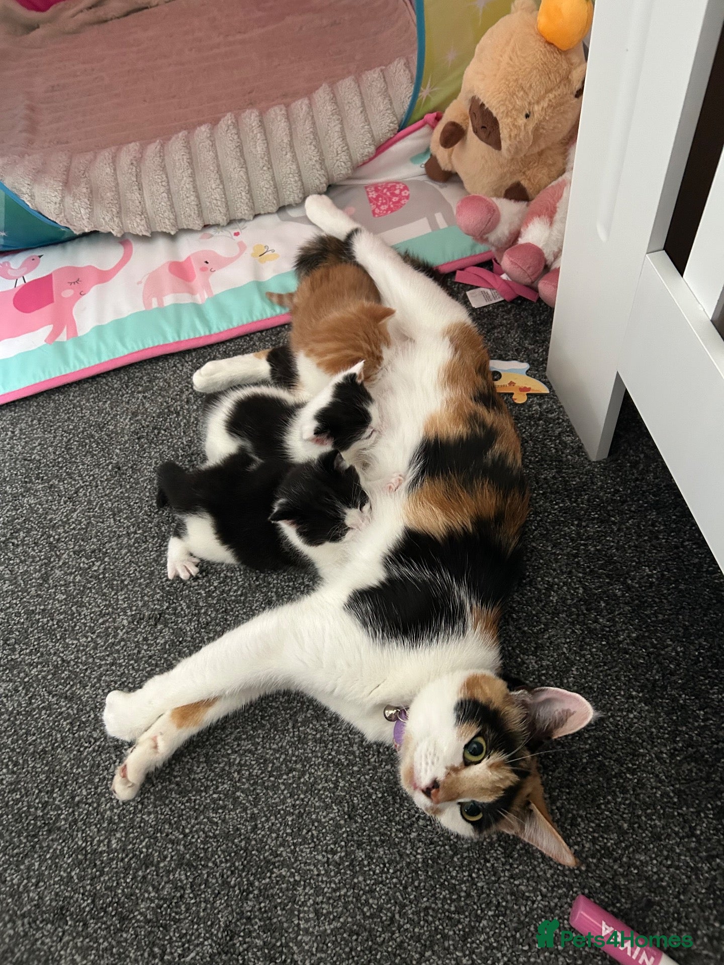 Mixed Breed cats Kittens - Advert 2