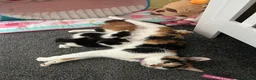 Mixed Breed cats for sale: Kittens - Advert 1