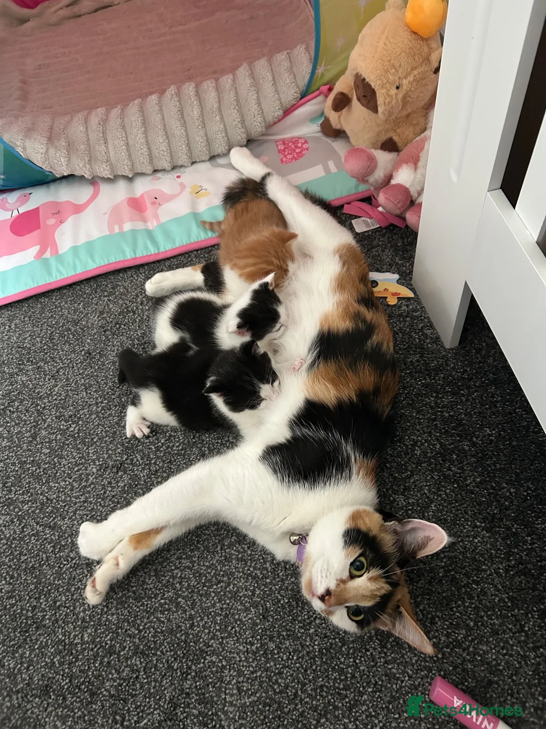 Mixed Breed cats for sale: Kittens - Advert 1