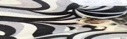 Mixed Breed cats for sale: 4 striped kittens - Advert 12