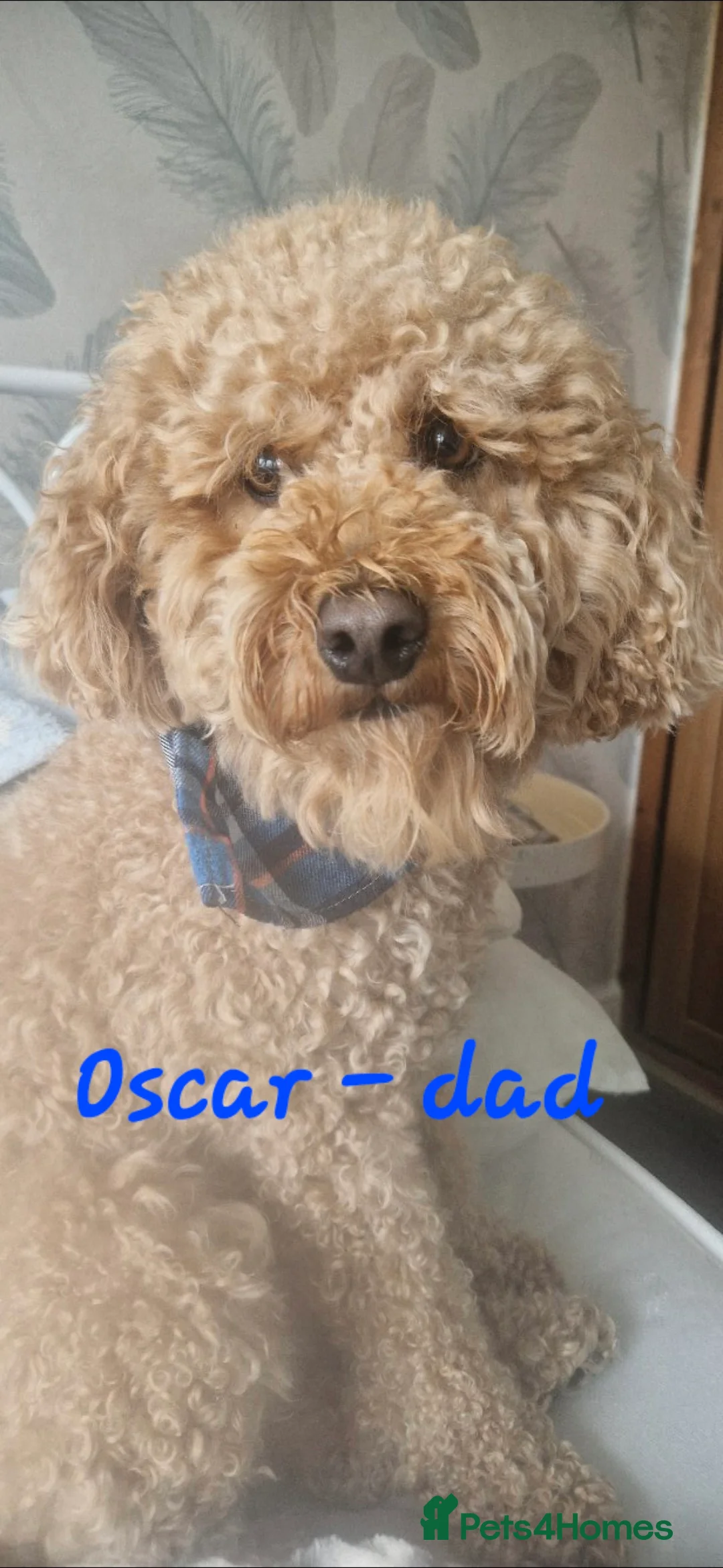 Cavapoo dogs for sale: Cavapoos Fb3. - Advert 3