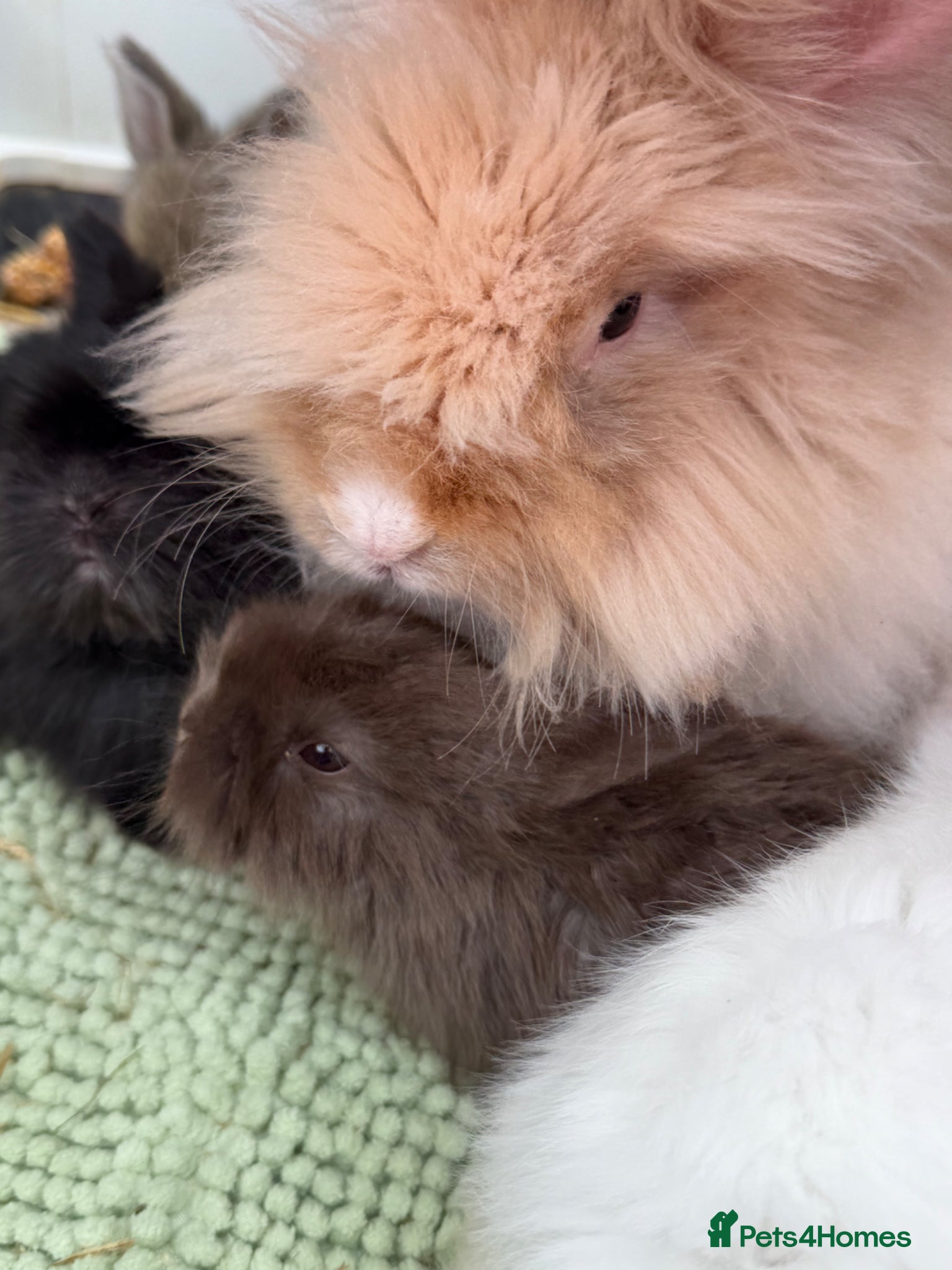 Angora rabbits Angora buns - Advert 2
