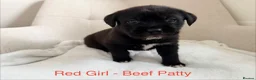 Mixed Breed dogs for sale: EXCLUSIVE LITTER: F1 Old English Bordeaux Puppies! - Advert 21