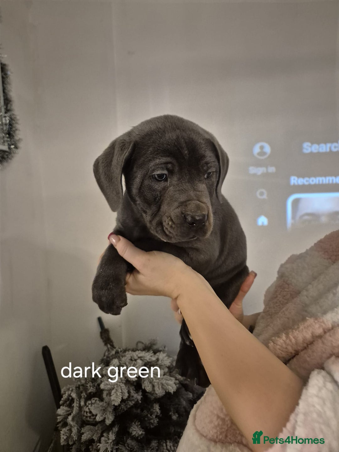 Cane Corso dogs for sale: Cane corso puppies - Advert 16