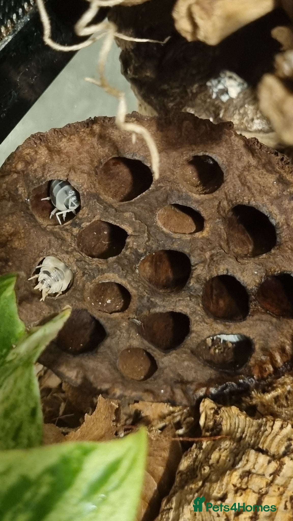 Isopods invertebrates Dairy Cow Isopods - Advert 6