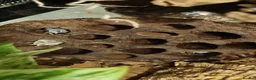 Isopods invertebrates for sale: Dairy Cow Isopods in Newtownabbey - Advert 1