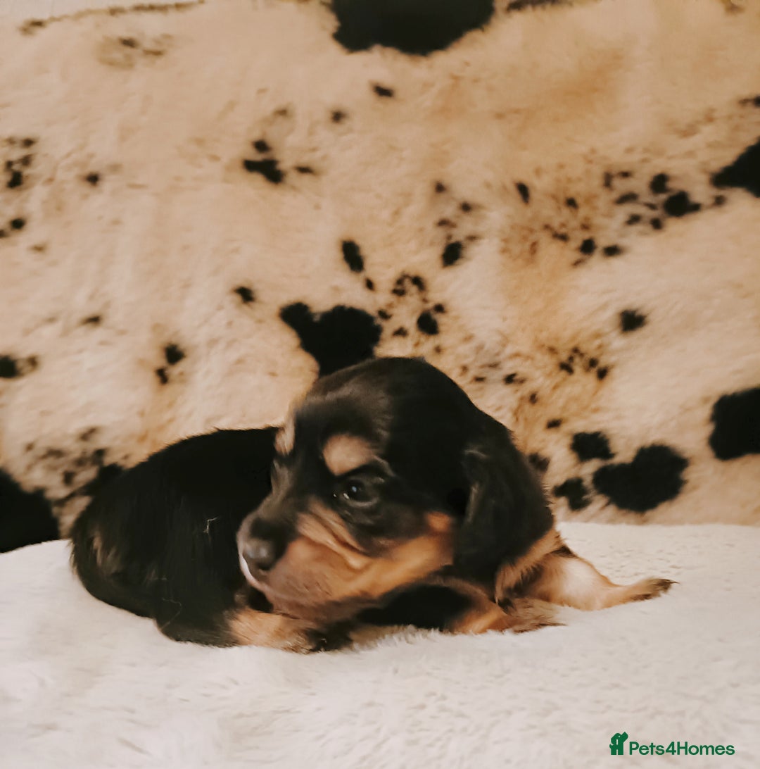 Miniature Dachshund dogs for sale: Remarkable mini Longcoat dachshund ETHICAL BREEDER - Advert 9