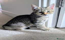 Mixed Breed cats for sale: Beautiful chinchilla Persian cross kittens - Image 1