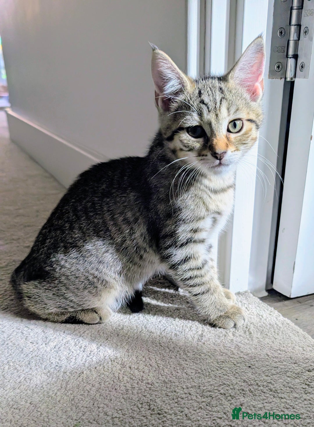 Mixed Breed cats for sale: Beautiful chinchilla Persian cross kittens - Image 1