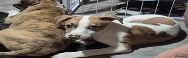 Lurcher Puppy 3