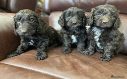 Cockapoo dogs for sale: Stunning happy puppies  - Image 1