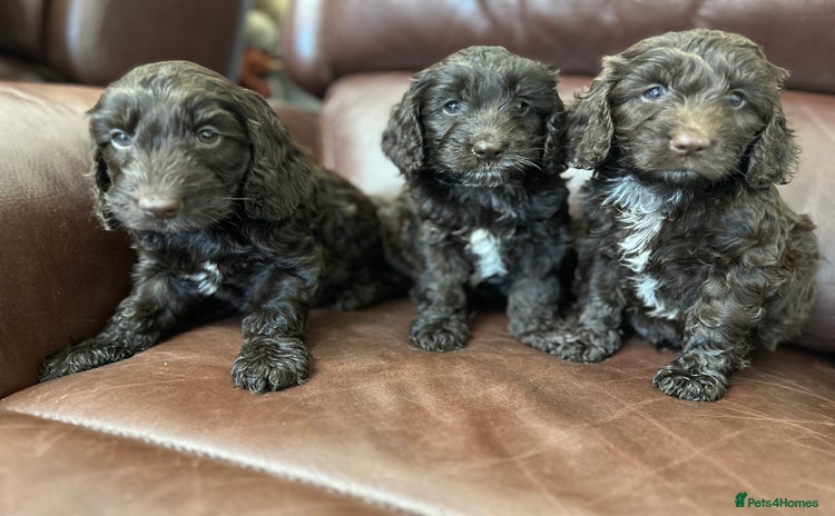 Cockapoo dogs - Advert 4