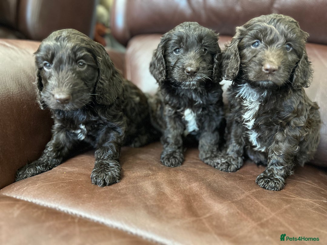 Cockapoo dogs for sale: Stunning happy puppies  - Image 1