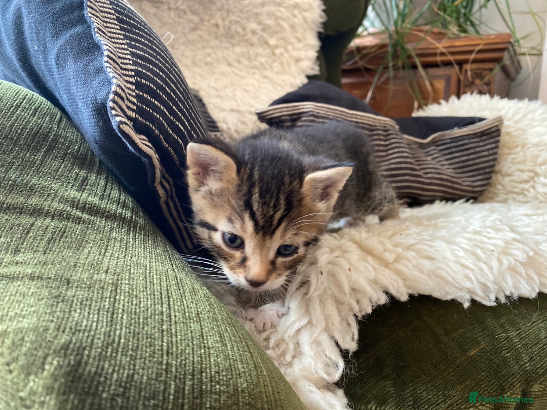 Mixed Breed cats for sale: Four beautiful little kittens - Image 24