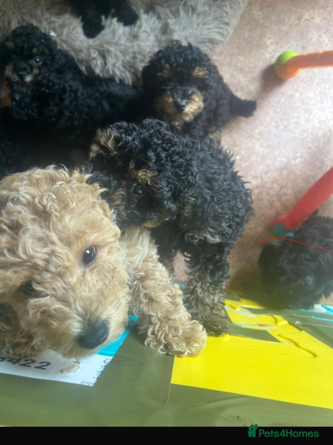 Toy Poodle dogs for sale: Stunning KC Phantom apricot Toy poodle 🐩  in Liversedge - Image 19