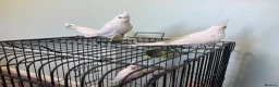 Cockatiels birds for sale: Baby Cockatiels - Albino with red eyes - Advert 4