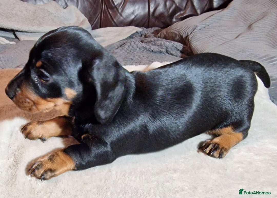Miniature Dachshund dogs for sale: Champion bloodlines excellent quality KC miniature - Advert 10