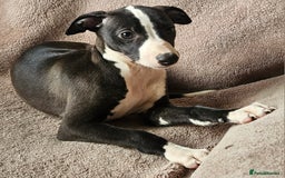 Whippet dogs for sale: **Ready now**KC HEART AND HEALTH TESTED WHIPPETS - Image 16