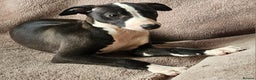 Whippet dogs for sale: **Ready now**KC HEART AND HEALTH TESTED WHIPPETS - Advert 5