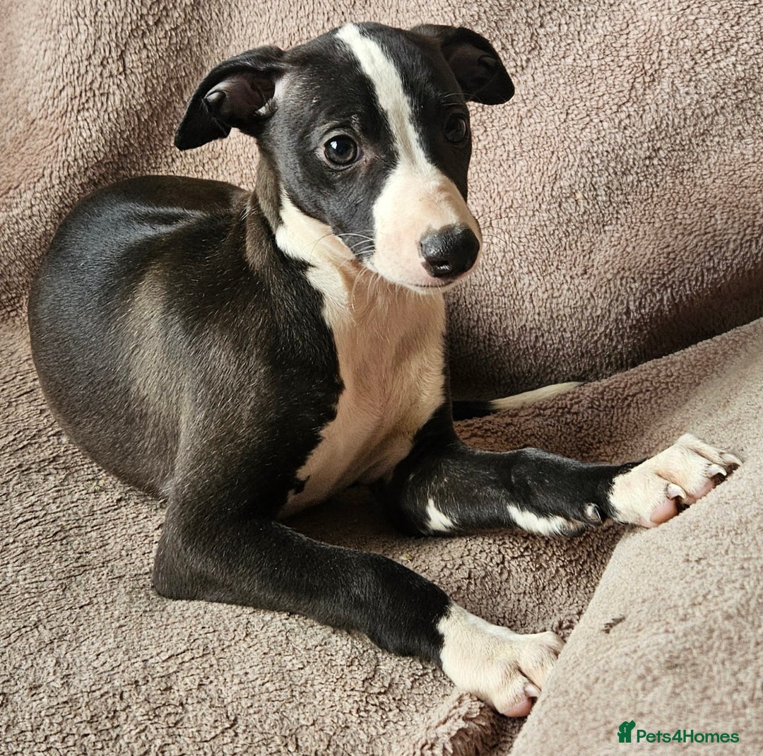Whippet dogs for sale: **Ready now**KC HEART AND HEALTH TESTED WHIPPETS - Image 16