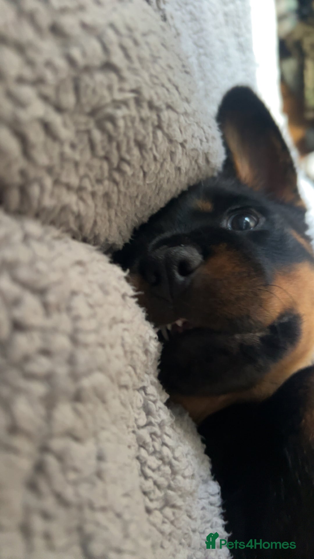 Rottweiler dogs for stud: Proven Rottweiler for stud! in Bury Saint Edmunds - Image 5