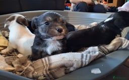 Jackapoo dogs for sale: Super Cute Jackapoo babies - Image 2