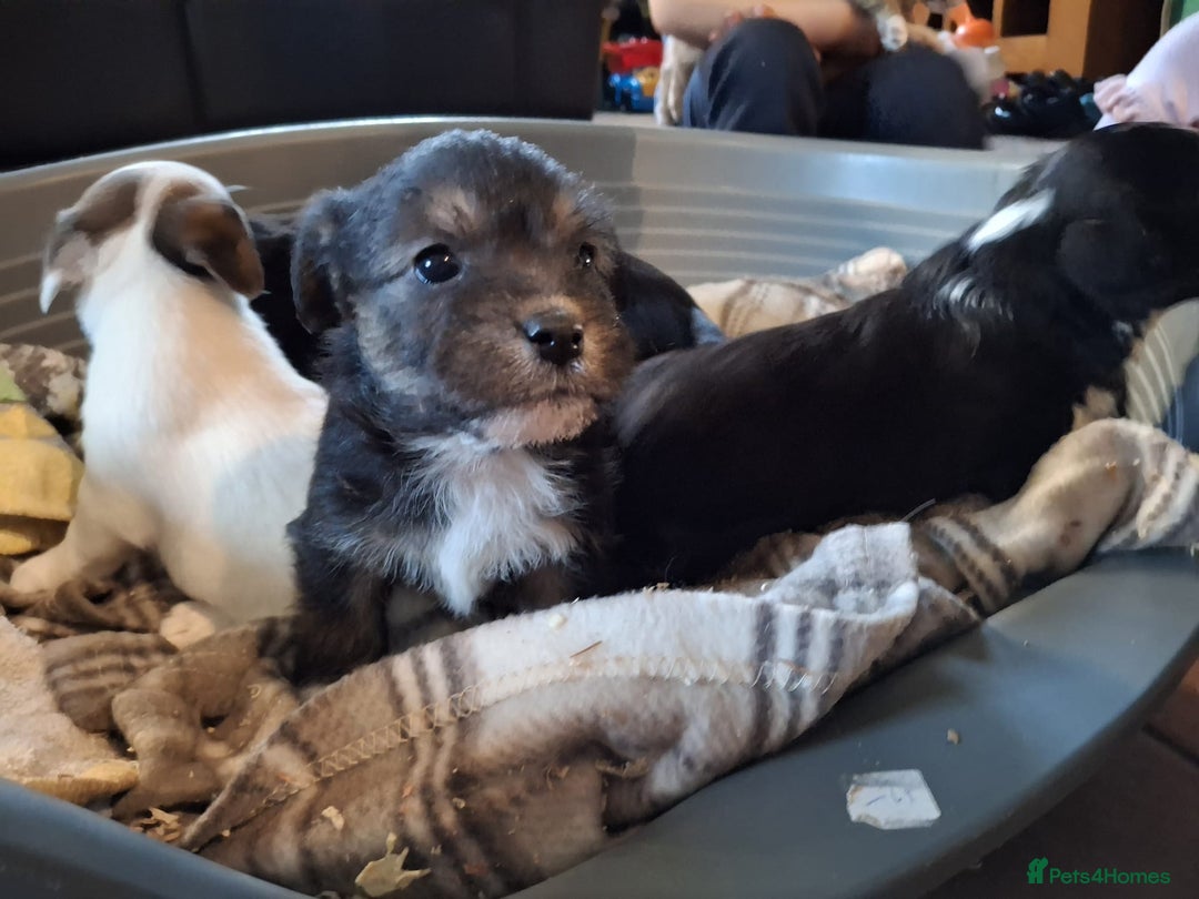 Jackapoo dogs for sale: Super Cute Jackapoo babies - Image 2