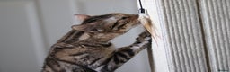 Bengal cats for sale: Imported Seal Sepia Bengal Queen– Proven – Active - Advert 6