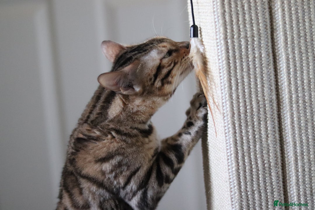 Bengal cats for sale: Imported Seal Sepia Bengal Queen– Proven – Active - Advert 6