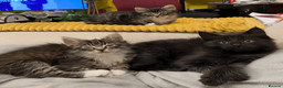 Maine Coon cats for sale: Maine Coon Absolutely Beautiful Kittens For Sale  in London - Advert 25