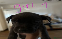 Mixed Breed dogs for sale: Cane corso x staff puppies  - Image 22