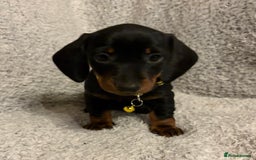 Miniature Dachshund dogs for sale: Miniature dachshund  - Image 4