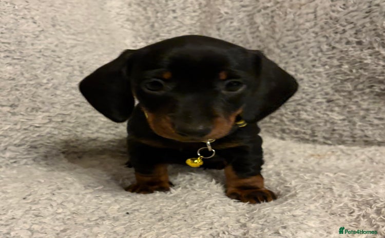 Miniature Dachshund dogs - Advert 14
