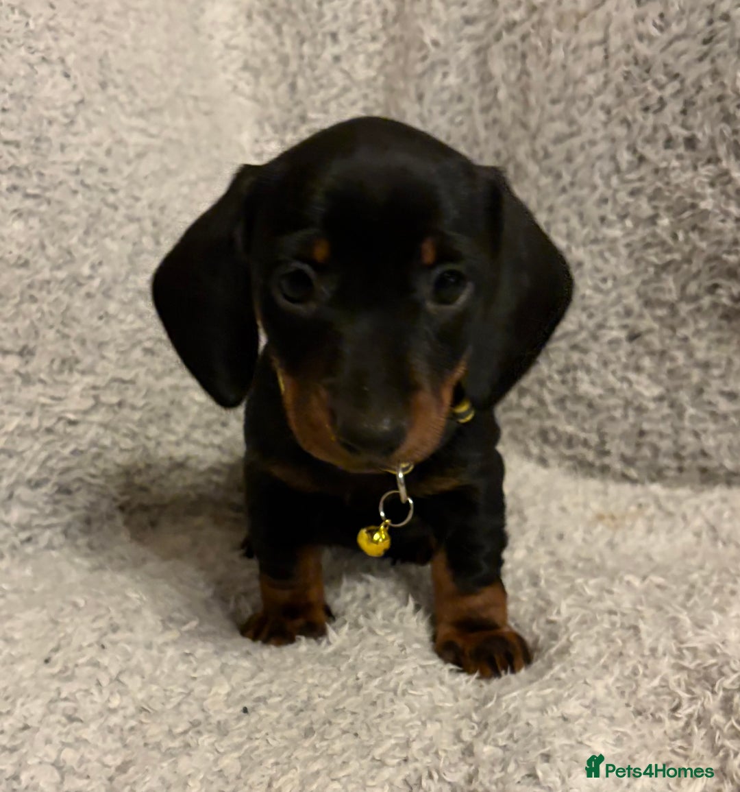 Miniature Dachshund dogs for sale: Miniature dachshund  - Image 4