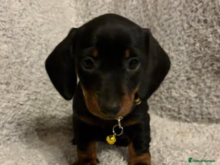 Miniature Dachshund dogs Miniature dachshund - Advert 6