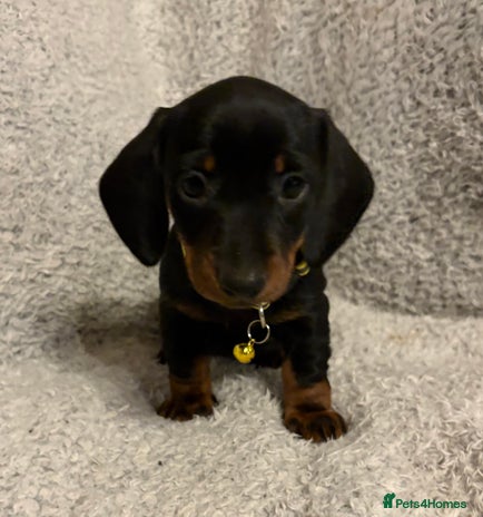 Miniature Dachshund dogs - Advert 14