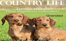 Dachshund dogs for sale: Wirehaired Dachshund - Image 3