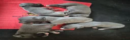Whippet dogs for sale: Whippet puppies (small) blue, boys - Advert 18