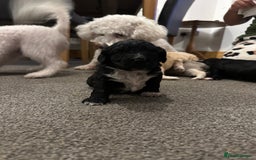 Mixed Breed dogs for sale: Beautiful puppies - Image 1