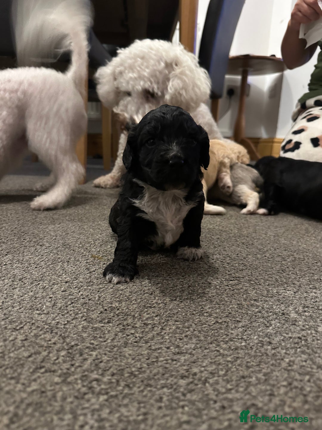 Mixed Breed dogs for sale: Beautiful puppies - Image 1