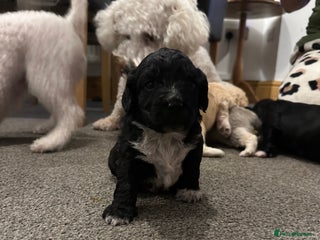 Mixed Breed dogs - Advert 18