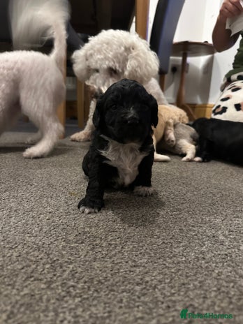 Mixed Breed dogs - Advert 1