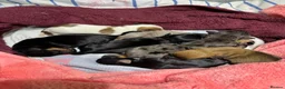 Mixed Breed dogs for sale: 7 beautiful puppies  in Taunton - Advert 3