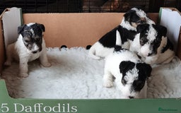 Fox Terrier dogs for sale: Gorgeous Wire Fox Terrier Pups Available. - Image 6